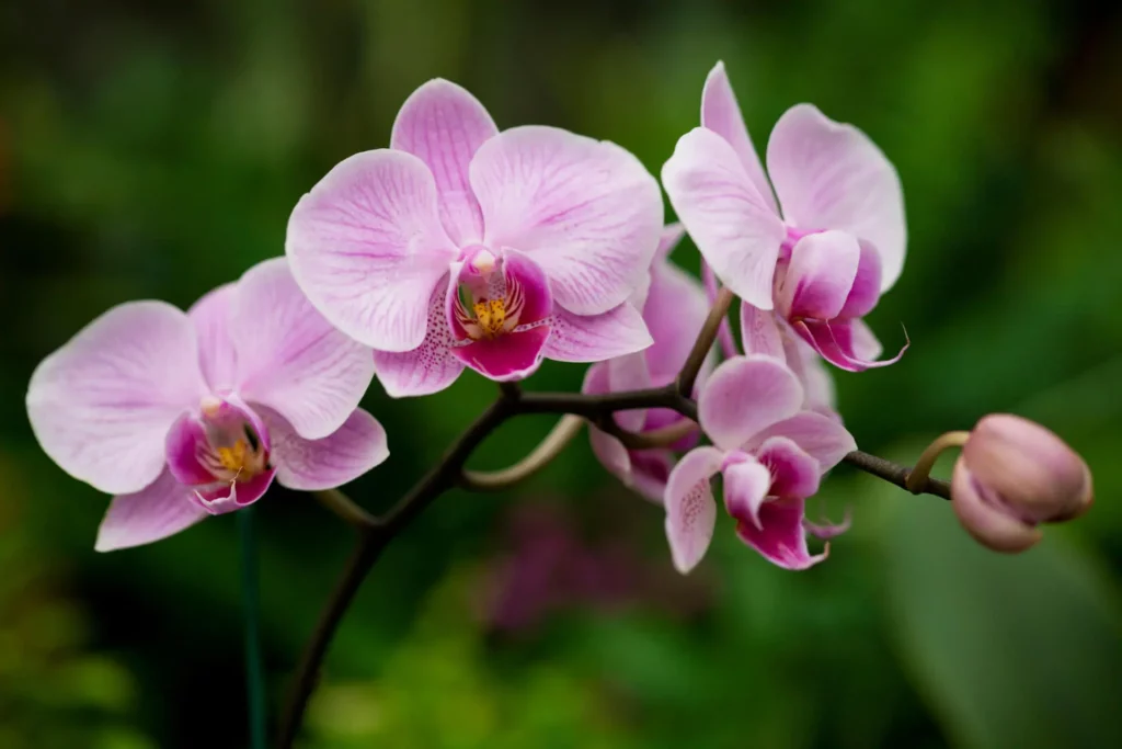 Como Cuidar de Orquídea